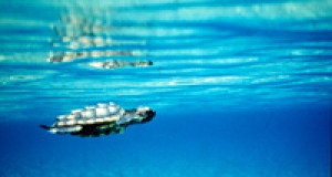 Морская черепаха Каретта (Careta-Careta)